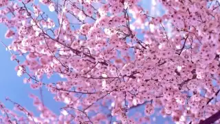 SAKURA / IKIMONOGAKARI - Piano （SAKURA／いきものがかり）