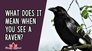 What Does It Mean When You See A Raven?