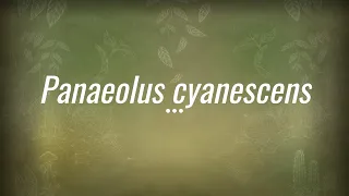 Caine Barlow - An introduction to Panaeolus cyanescens