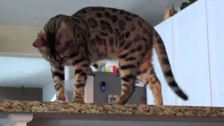 Bored Bengal Cat Troublemaker