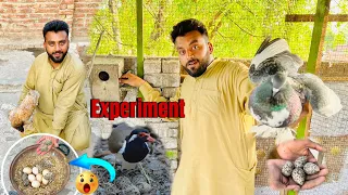 Aj Hum Ny Tatiri birds k eggs Apni murgi or Pegion k nichy Rakh diya | experiment