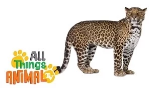 * LEOPARD * | Animals For Kids | All Things Animal TV