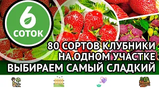 80 сортов клубники на одном участке. Выбираем самый сладкий. 6 соток 05.06.2023