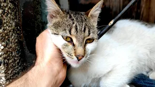 A very cute and friendly kitten lives in the basement