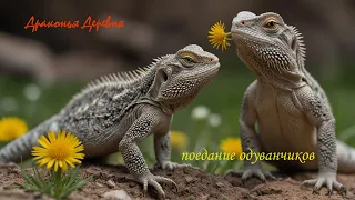 Спящие Бородатые Агамы