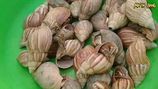 menangkap kelomang besar, mencari dan menemukan kelomang Umang-Umang, hermit crab