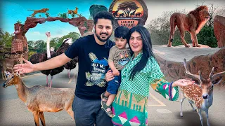 BEST EXPERIENCE OF WILDLIFE 😍 | Lion & Ostrich Ny Attack Ker Dea 😱 | Lahore Safari Park ♥️