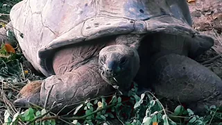 Giant Tortoise Mating,Hilarious noise  #AldabraTortoise#Seychelles.