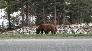 Animal Encounters