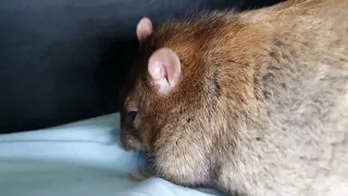 large fat pet rat 😻