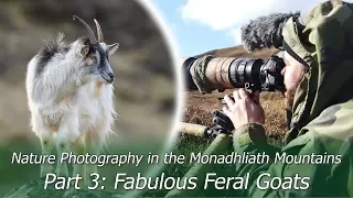 Fabulous Feral Goats | Wildlife Photography in the Monadhliath Mountains Part 3 | Nikon Z7