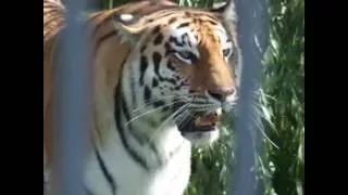 Two tiger cubs at Grodno Zoo (Belarus)