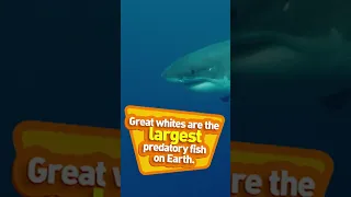 Swim around the reef to the smiley shark song! 🦈 🎶 #Sharks #NatGeoKids #PartyAnimals