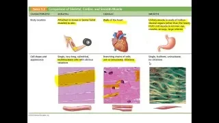 Chapter 9   Lecture A Types of Muscles