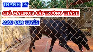 Thanh lý chó Malinois - Becgie Bỉ cái trưởng thành màu đen tuyền