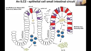 ILC2s, innate allergy, and tissue resilience by Dr. Richard Locksley