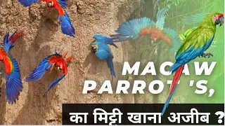 The Wild Macaw parrot's | Full Episode 1 | Hindi Documentary. @Around73927