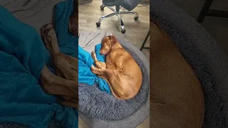 Cute dogs sleeping are the BEST #dog #doglover #sleeping dog #vizsla