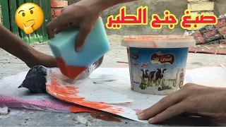 شرح كيف صبغ جنح الطير