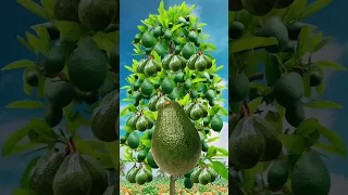 AVOCADO FRUIT #shorts #shortsvideo #fruit #splitfruit ytshorts #trendingshorts #trend #viralshorts