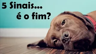 5 Sinais de que seu cão pode estar morrendo