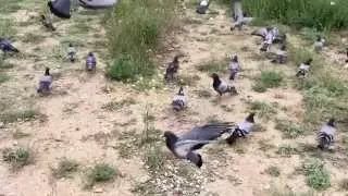 iPhone 6 Slow Motion Video 240 fps Test - Pigeons