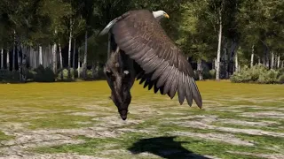 Air chasing of the Bald Eagle