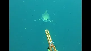 Great White Close Call