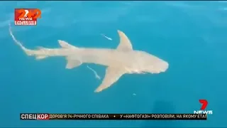 Акула напала на жінку, яка годувала її з рук