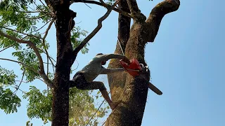 Tall tree cutting is dangerous, Stihl ms 881 & Husqvarna 395xp chainsaw.