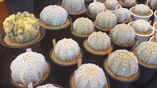 Thailand Astrophytum Club, весна 2024