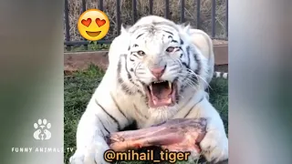 СМЕШНЫЕ ЖИВОТНЫЕ/ПРИКОЛЫ 2019/Funny animals