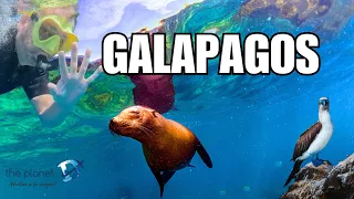 What to Expect on a Galapagos Cruise