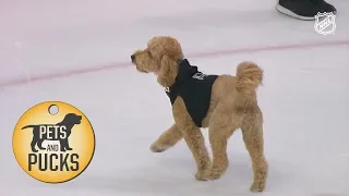 LA Kings host dog race