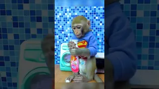 Cute Monkey Brushing Teeth | Oxy Monkey #shorts #babymonkey #animalshome #youtubeshorts #shorts