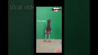 Funny animals status/ ajibogarib birds video/ animals video #short #shorts