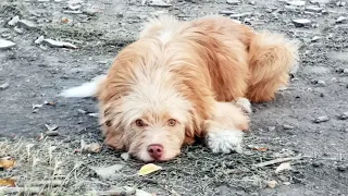 Dog Had Been Rescued from the Highway by a Kind-hearted Woman