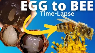 Incredible EGG to BEE Hatching Lifecycle! (Time Lapse + Explanation)