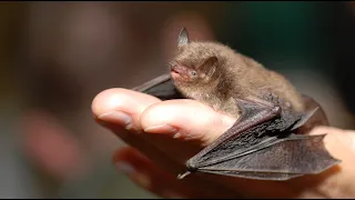 Bumblebee Bat Facts – The World’s Smallest Bat