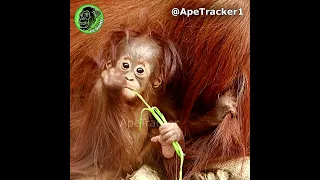 Baby Orangutan With The Cutest Hairstyle Ever ! #shorts