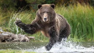 Grizzly Bear Wildlife Photography - the momma bear charged us!