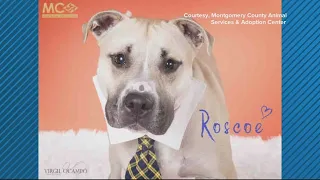 Montgomery Co. Animal Services at critical capacity, adoption fees waived