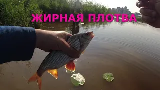 #426 #мормышинг | ГУСТЕРА, ПОДЛЕЩИКИ, ПЛОТВА |