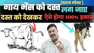 कैसी भी दस्त हो 🤙गाय को दस्त लगने पर क्या करें Cow Buffalo ke dast ka ilaj