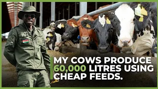 My 450 Cows produce 60000liters on Smallest Space Using Cheap Feed