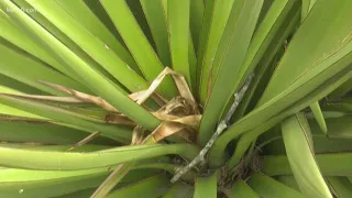 Yuccas have been hacked in southeast San Antonio park