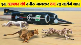 दुनिया के 10 सबसे तेज़ जानवर | Fastest Animal Breeds in the World | Fastest animals