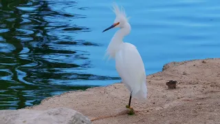 Panasonic GH6 vivid profile test with ducks