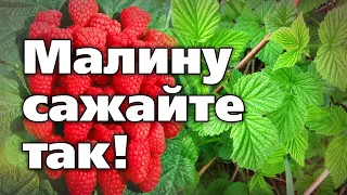 ОСЕННЯЯ ПОСАДКА МАЛИНЫ. УРОЖАИ ВАС ПОРАДУЮТ