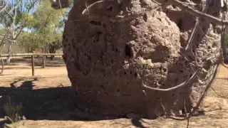 4000 year old Boab Tree (Adansonia gregorii) with bee hive